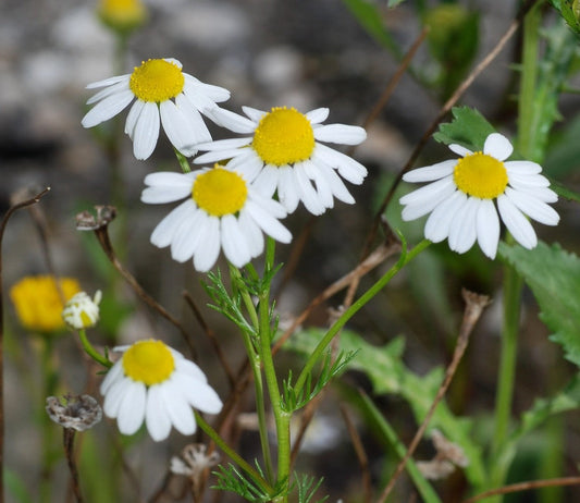 Chamomile