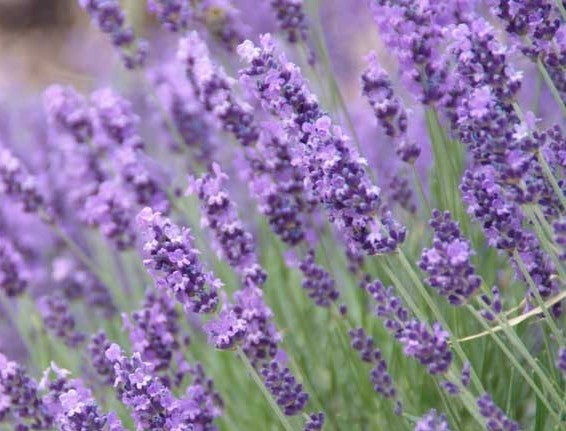 Lavender