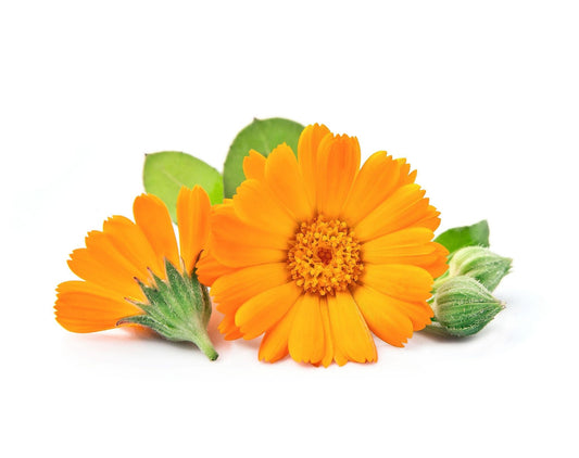 Calendula